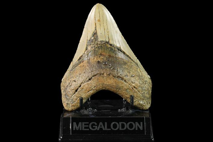 Fossil Megalodon Tooth - North Carolina #145458